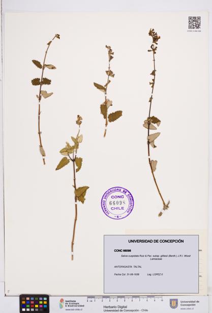 Salvia cuspidata subsp. gilliesii [Espécimen: ]
