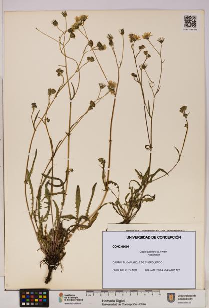 Crepis capillaris [Espécimen: UDEC:CONC:0066099]