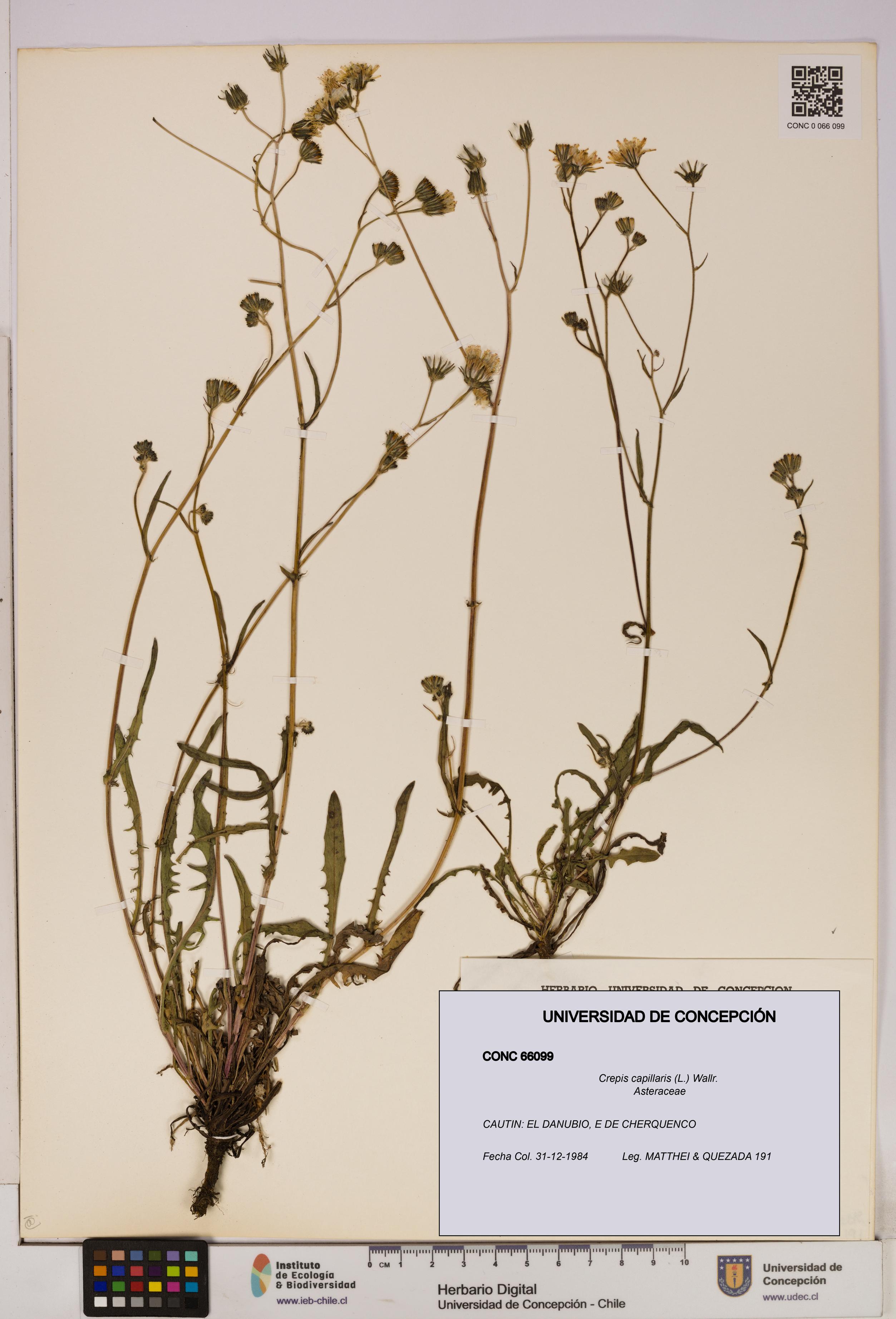 Crepis capillaris [Espécimen: UDEC:CONC:0066099]