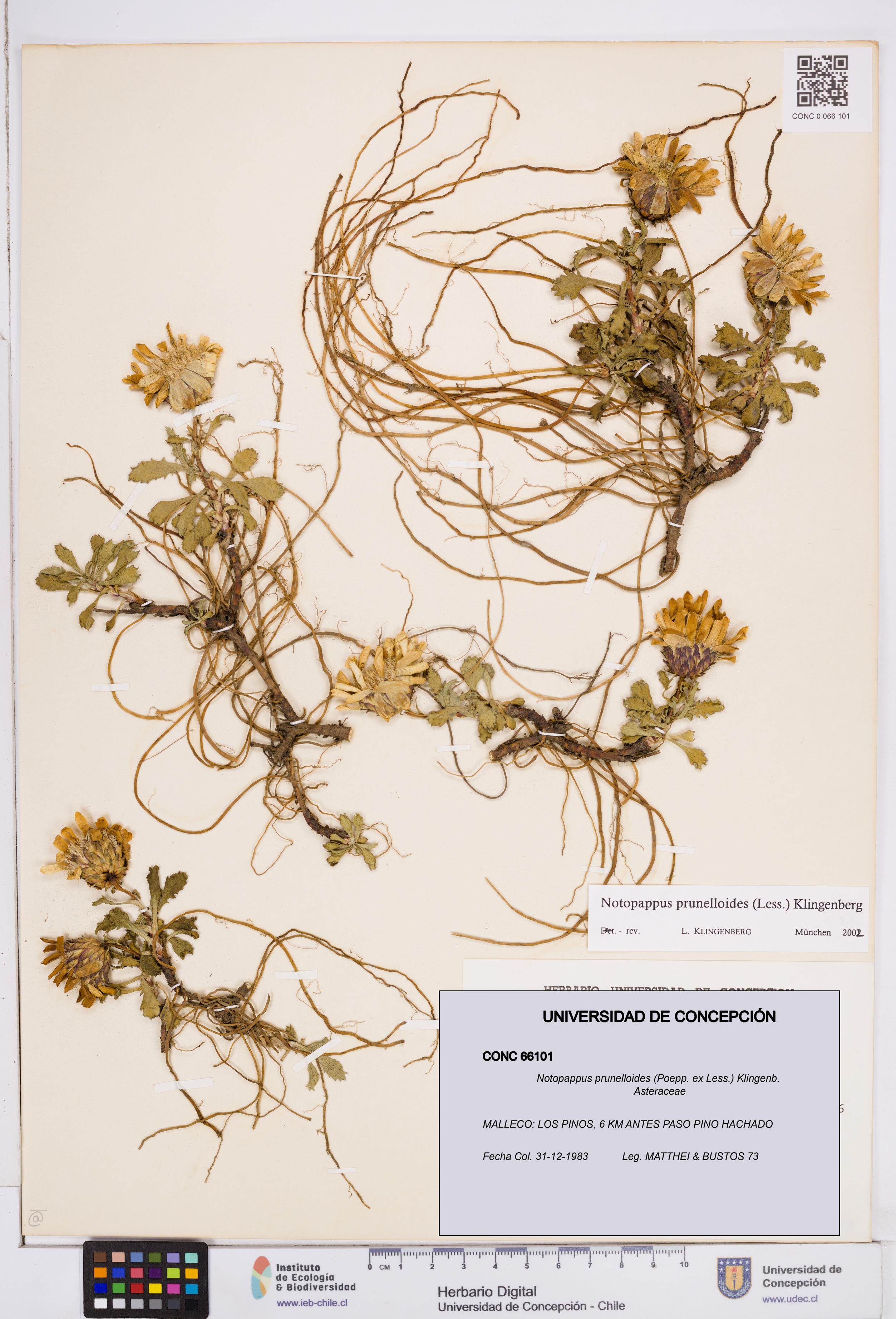 Notopappus prunelloides [Espécimen: ]