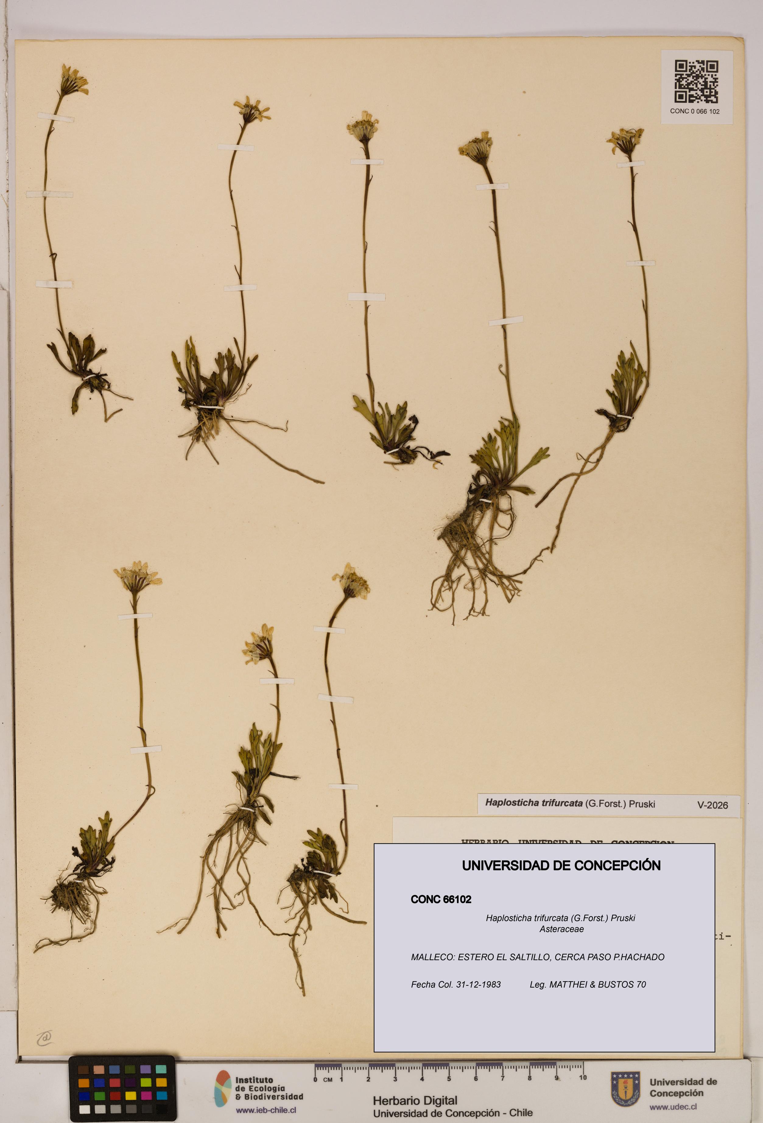Haplosticha trifurcata [Espécimen: UDEC:CONC:0066102]