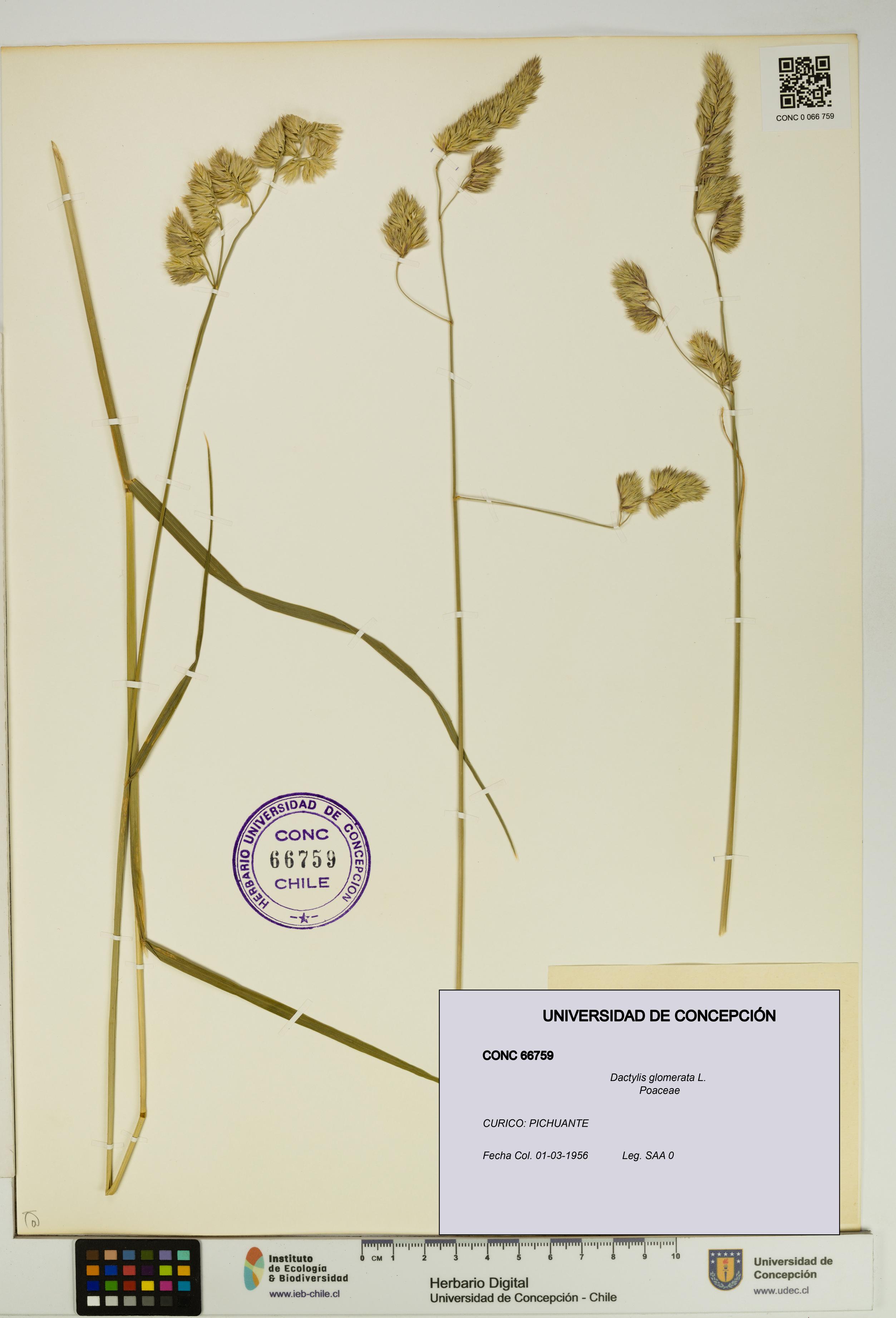 Dactylis glomerata [Espécimen: UDEC:CONC:0066759]