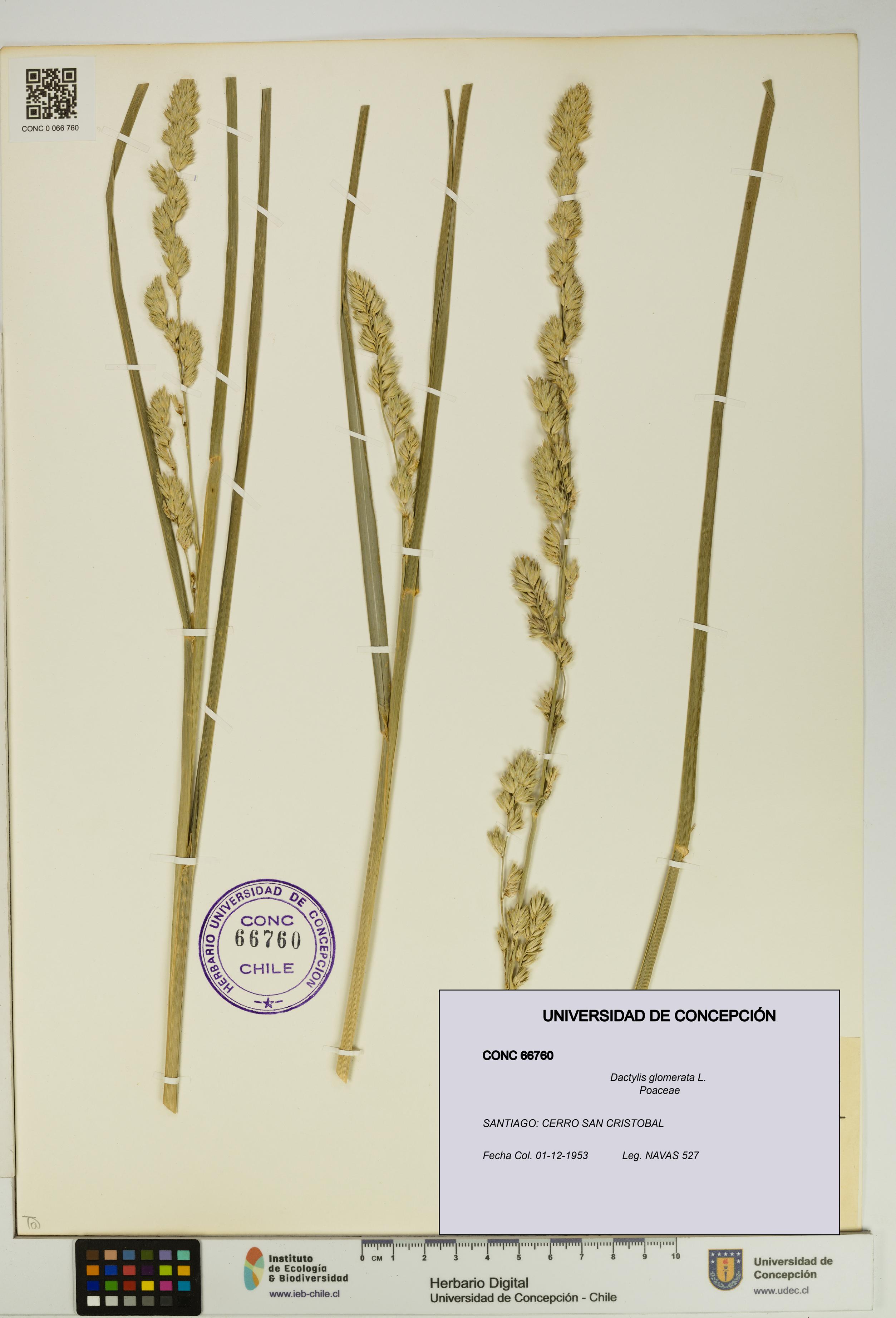 Dactylis glomerata [Espécimen: UDEC:CONC:0066760]