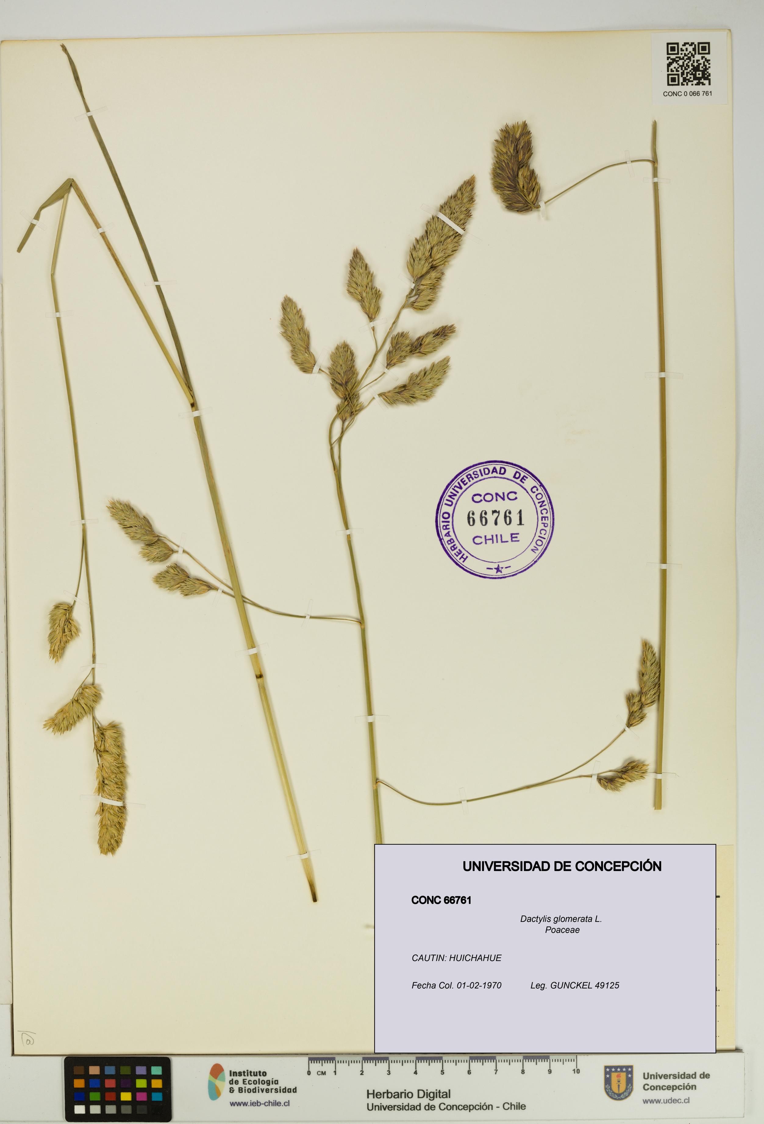 Dactylis glomerata [Espécimen: UDEC:CONC:0066761]