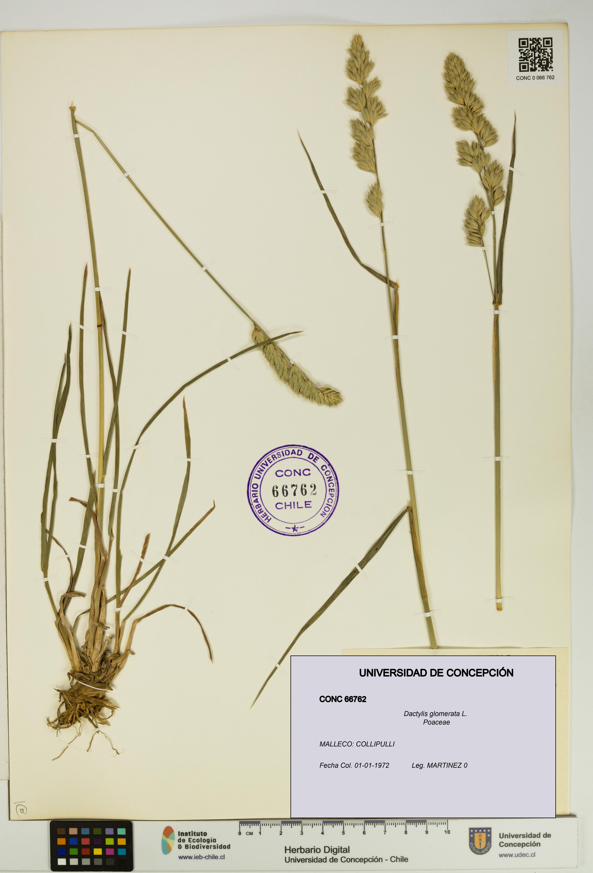 Dactylis glomerata [Espécimen: UDEC:CONC:0066762]