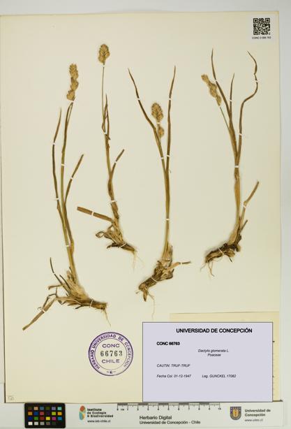 Dactylis glomerata [Espécimen: UDEC:CONC:0066763]