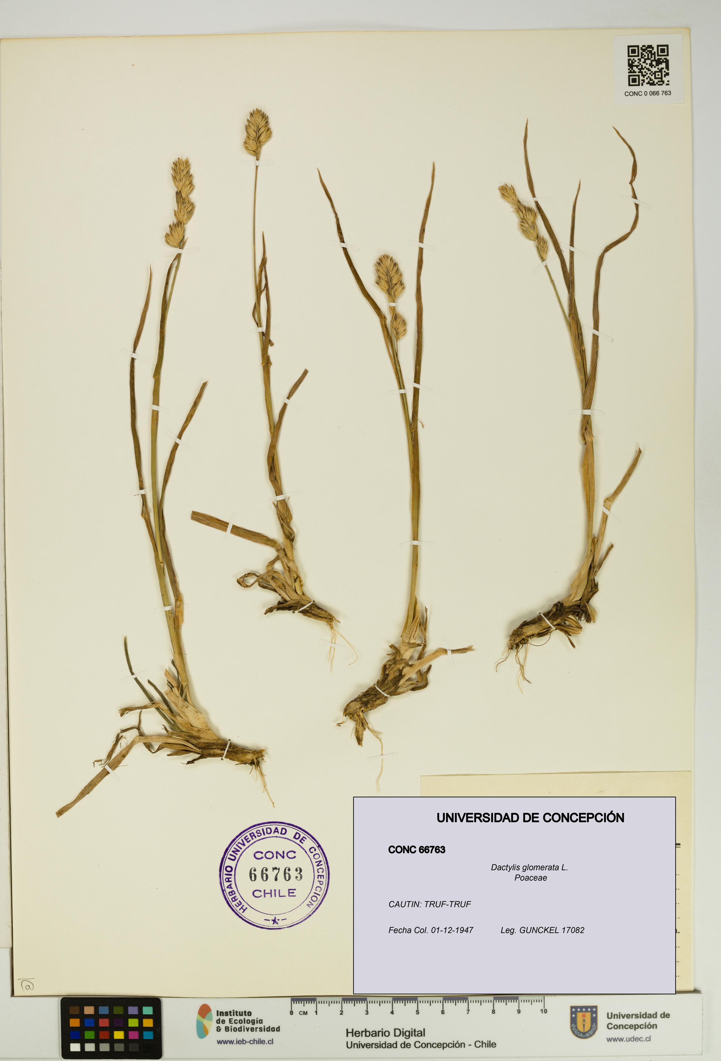 Dactylis glomerata [Espécimen: UDEC:CONC:0066763]