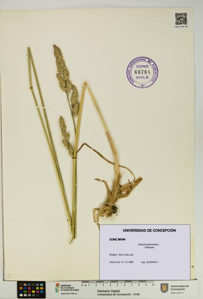 Dactylis glomerata [Espécimen: UDEC:CONC:0066764]