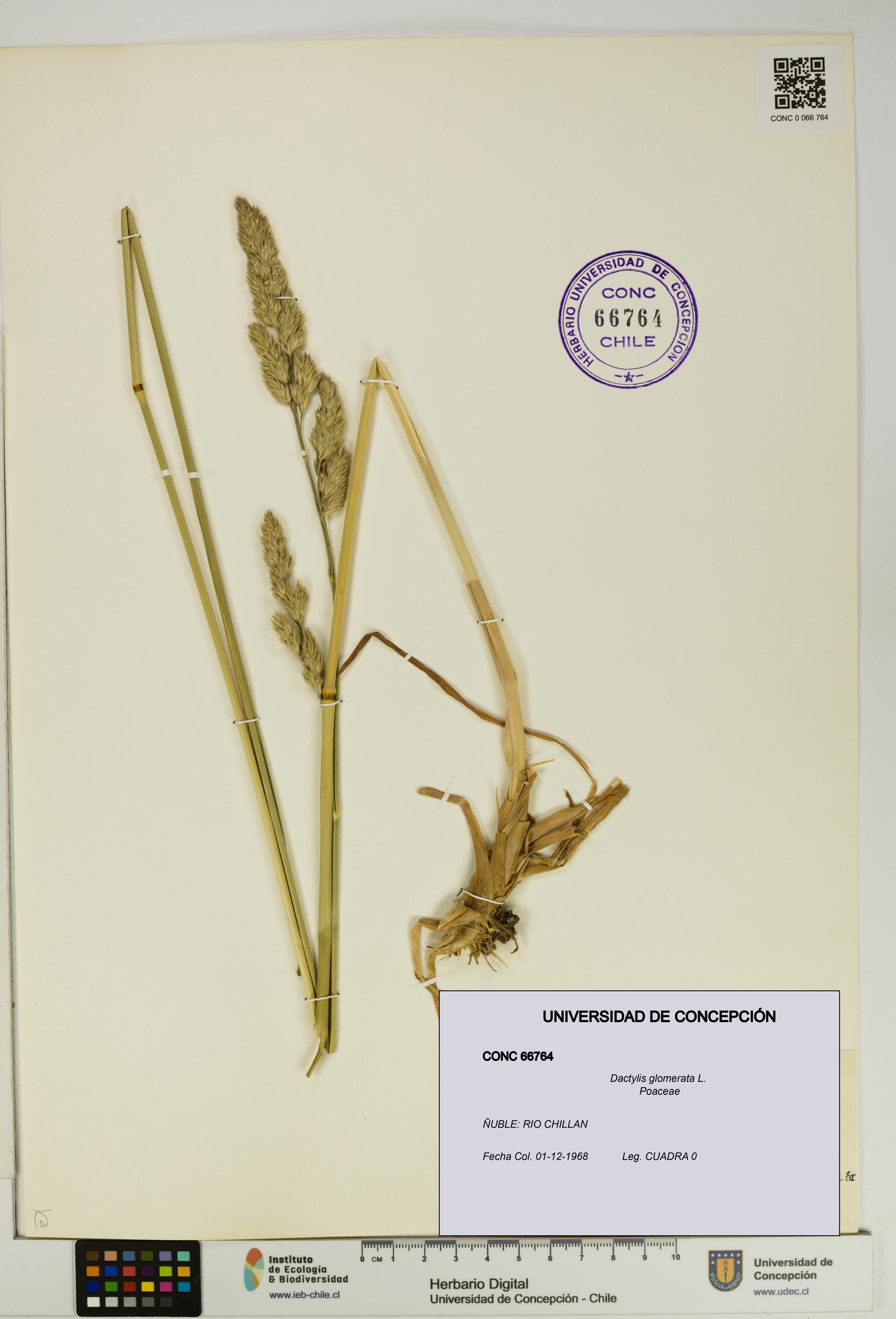 Dactylis glomerata [Espécimen: UDEC:CONC:0066764]
