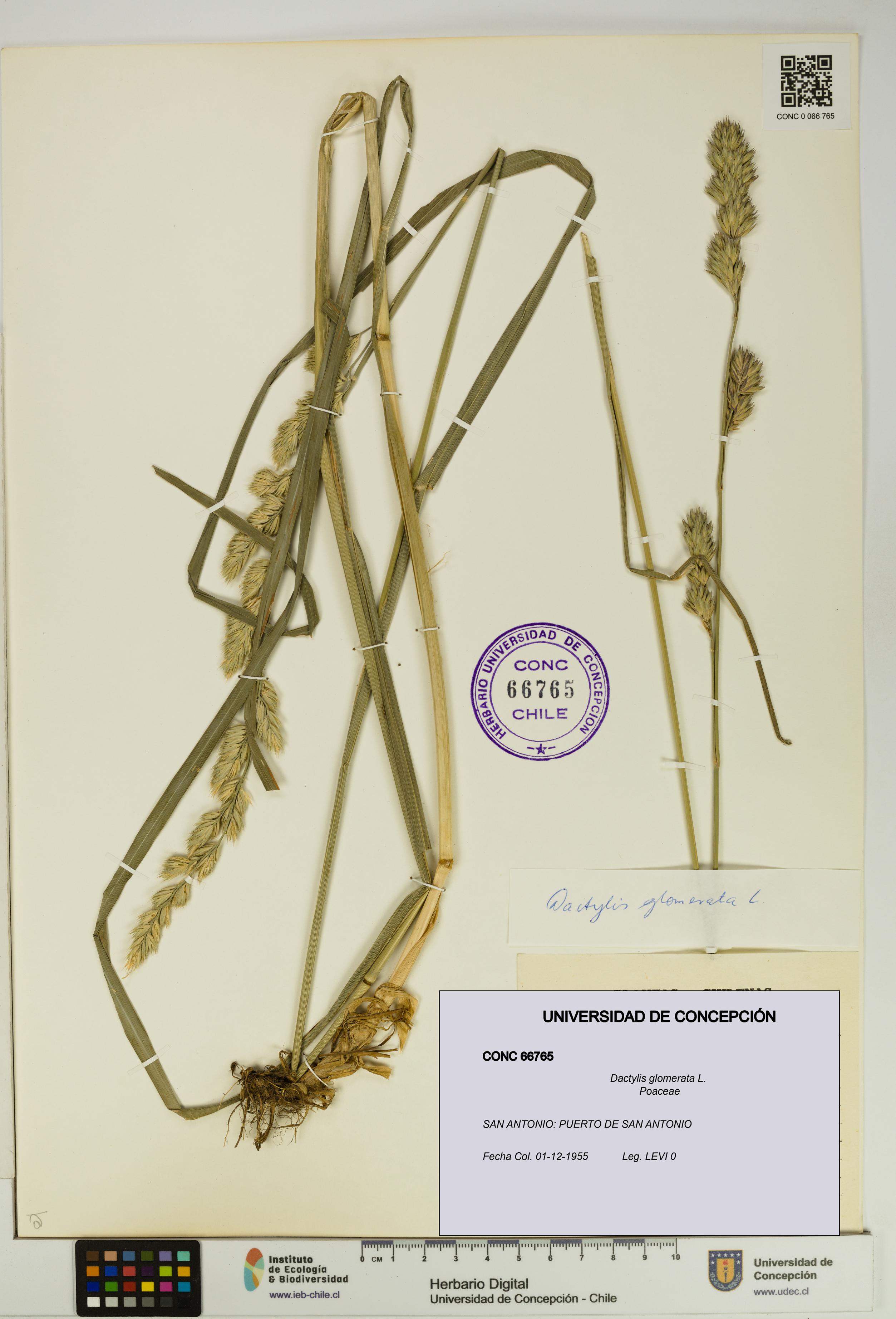 Dactylis glomerata [Espécimen: UDEC:CONC:0066765]