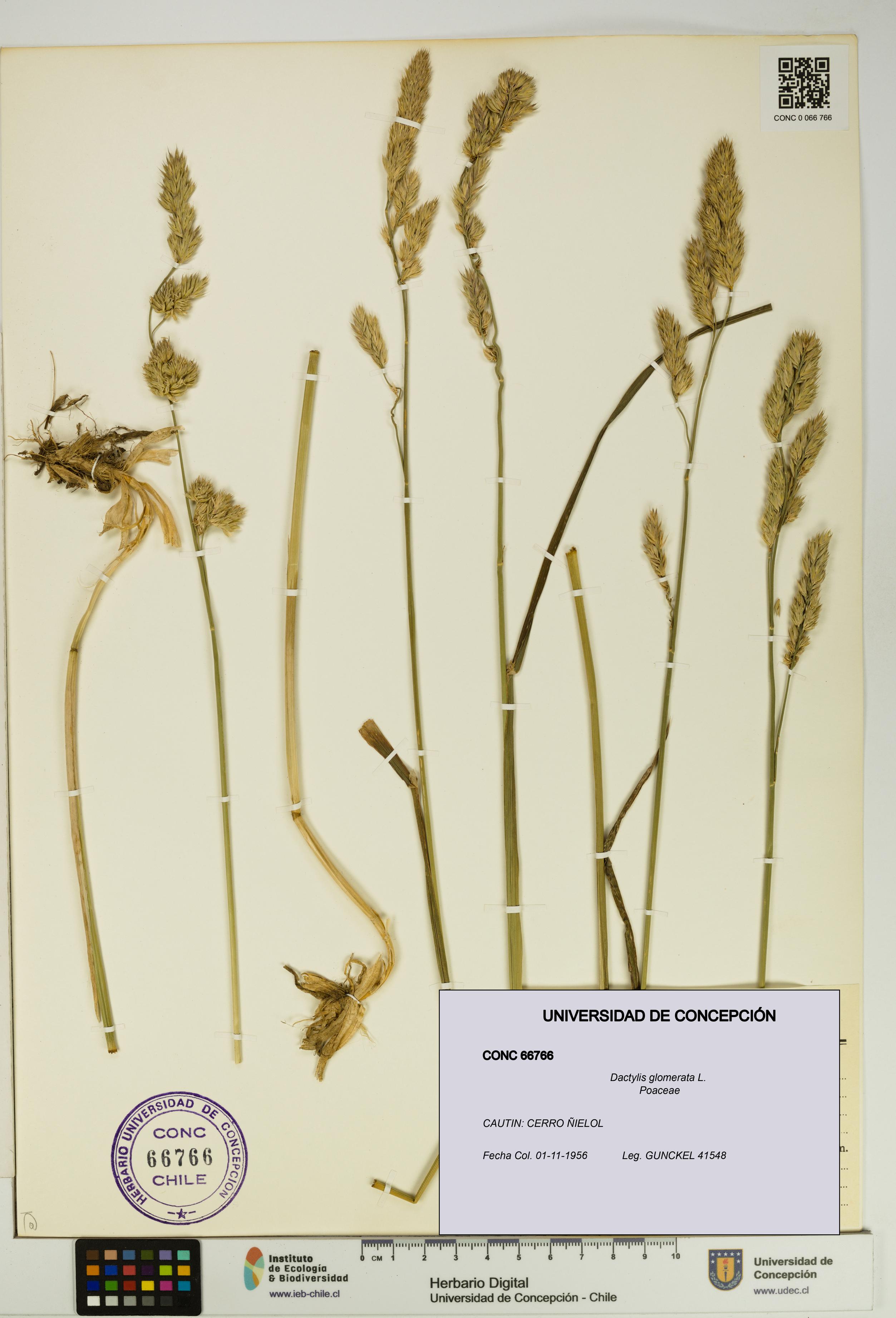 Dactylis glomerata [Espécimen: UDEC:CONC:0066766]