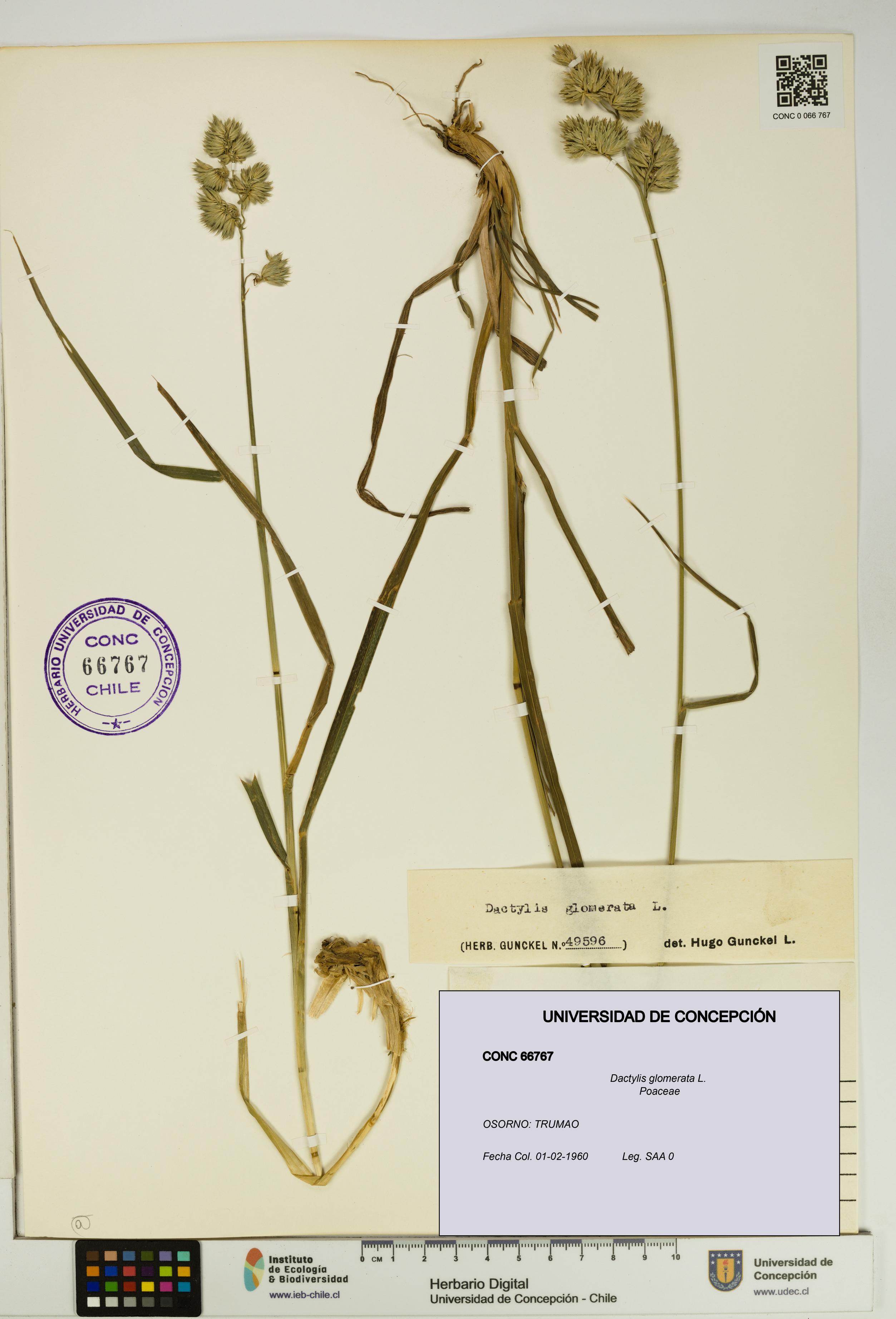 Dactylis glomerata [Espécimen: UDEC:CONC:0066767]