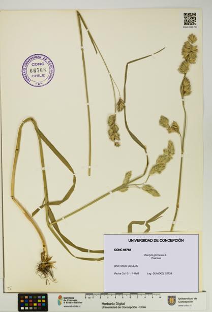 Dactylis glomerata [Espécimen: UDEC:CONC:0066768]