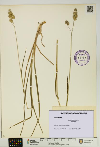 Dactylis glomerata [Espécimen: UDEC:CONC:0066769]