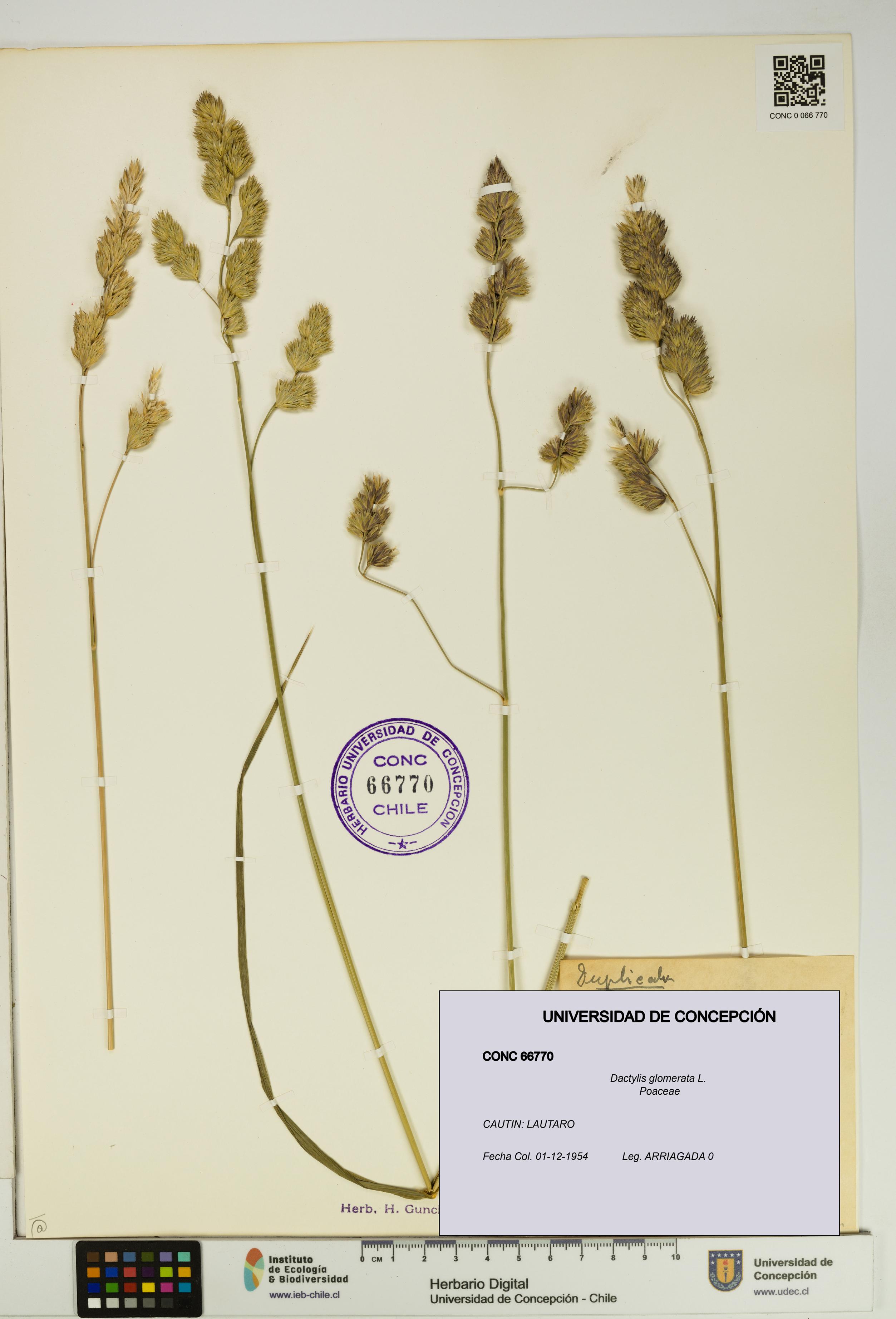 Dactylis glomerata [Espécimen: UDEC:CONC:0066770]