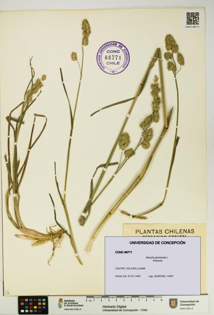 Dactylis glomerata [Espécimen: UDEC:CONC:0066771]