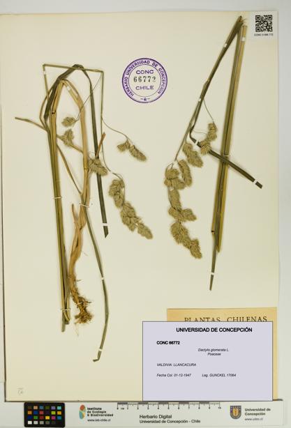 Dactylis glomerata [Espécimen: UDEC:CONC:0066772]