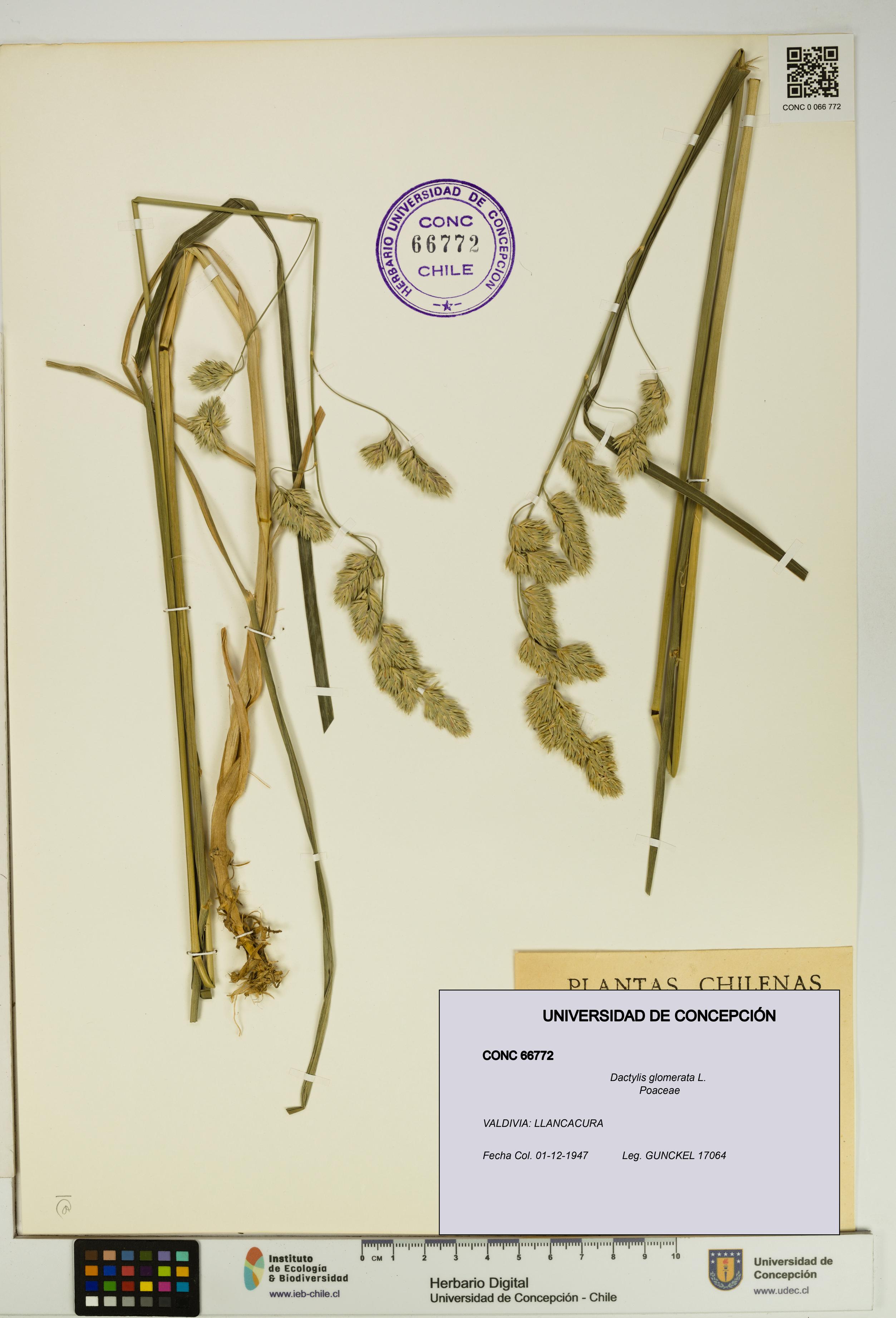 Dactylis glomerata [Espécimen: UDEC:CONC:0066772]