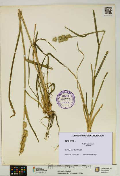 Dactylis glomerata [Espécimen: UDEC:CONC:0066773]