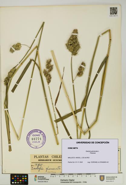 Dactylis glomerata [Espécimen: UDEC:CONC:0066774]