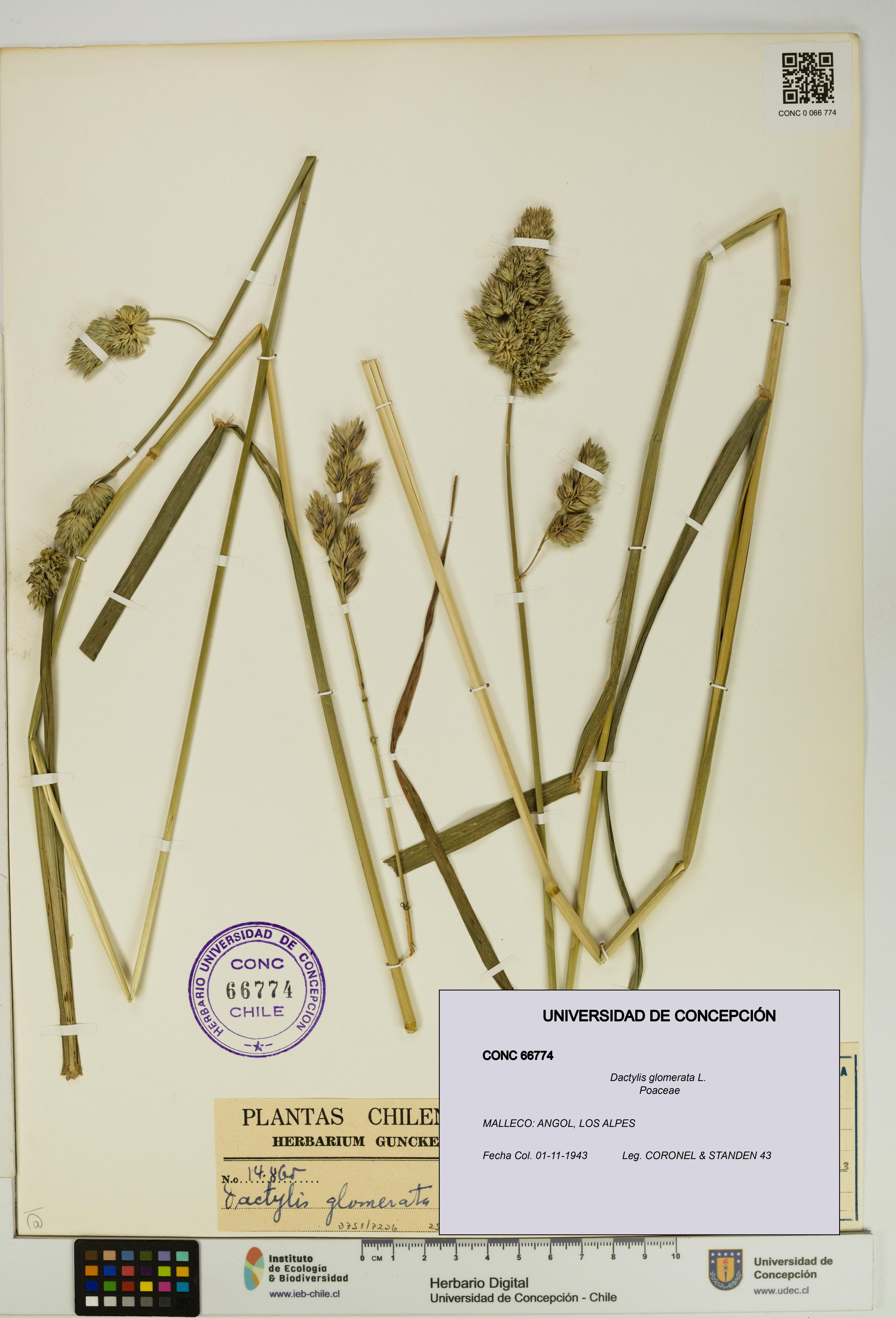 Dactylis glomerata [Espécimen: UDEC:CONC:0066774]