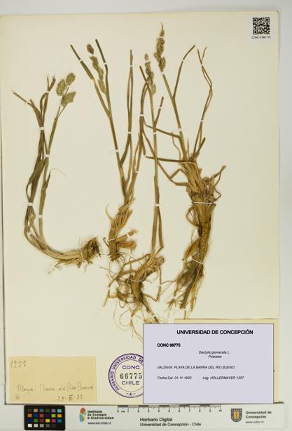 Dactylis glomerata [Espécimen: UDEC:CONC:0066775]