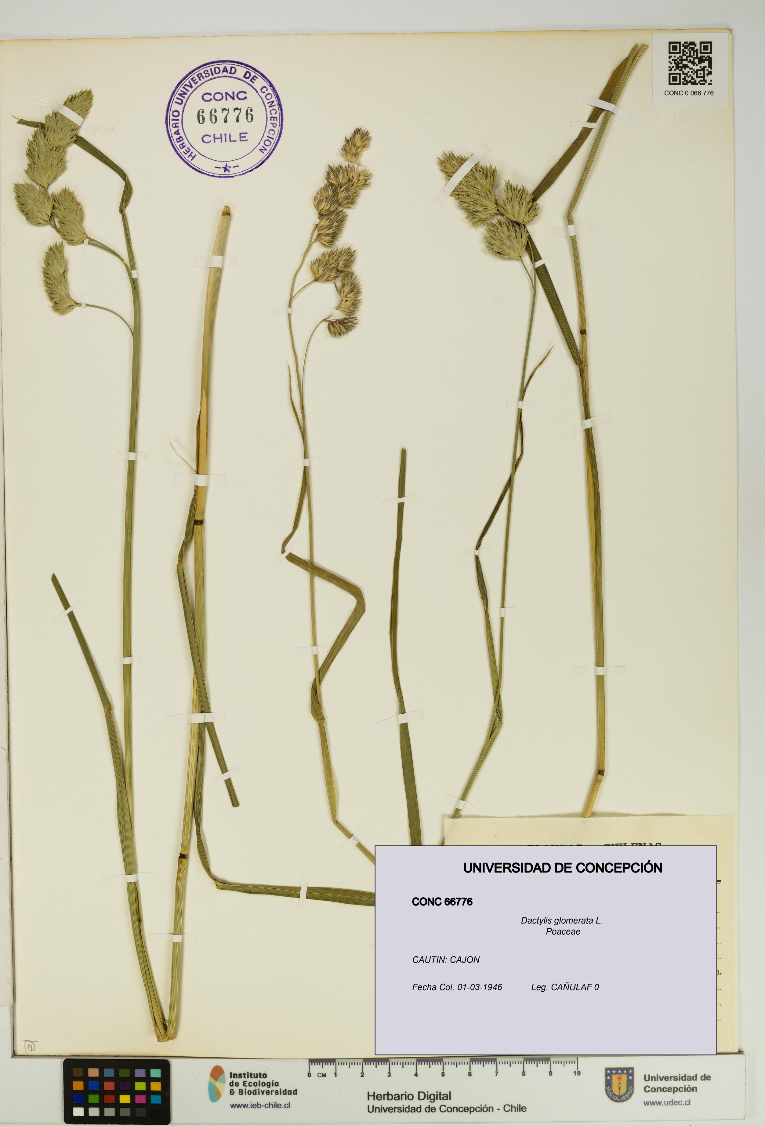 Dactylis glomerata [Espécimen: UDEC:CONC:0066776]