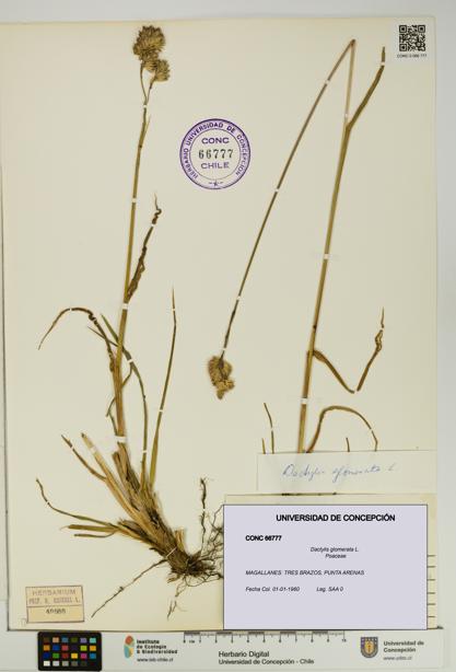 Dactylis glomerata [Espécimen: UDEC:CONC:0066777]