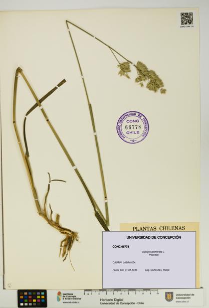 Dactylis glomerata [Espécimen: UDEC:CONC:0066778]