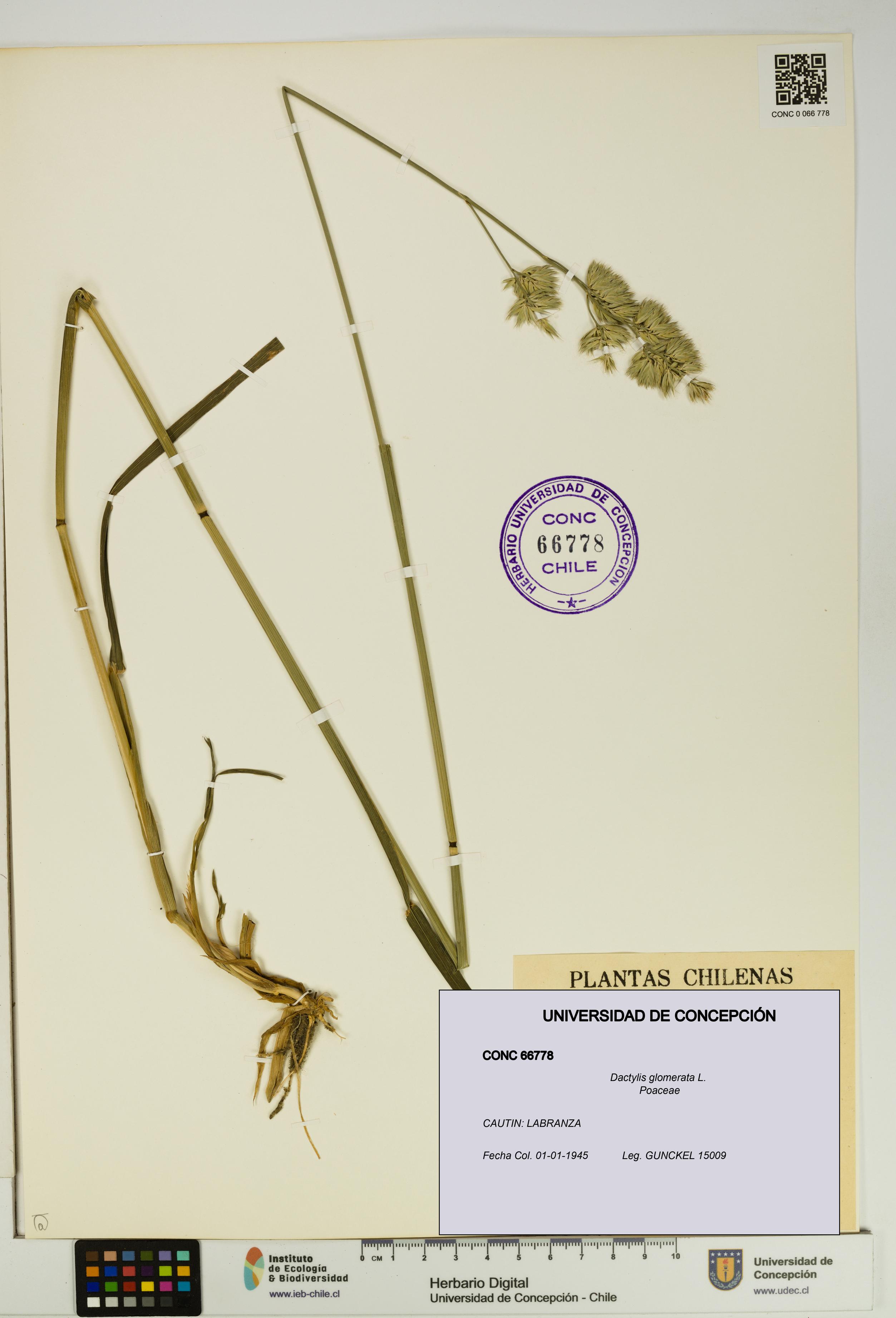 Dactylis glomerata [Espécimen: UDEC:CONC:0066778]