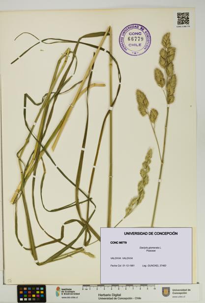Dactylis glomerata [Espécimen: UDEC:CONC:0066779]