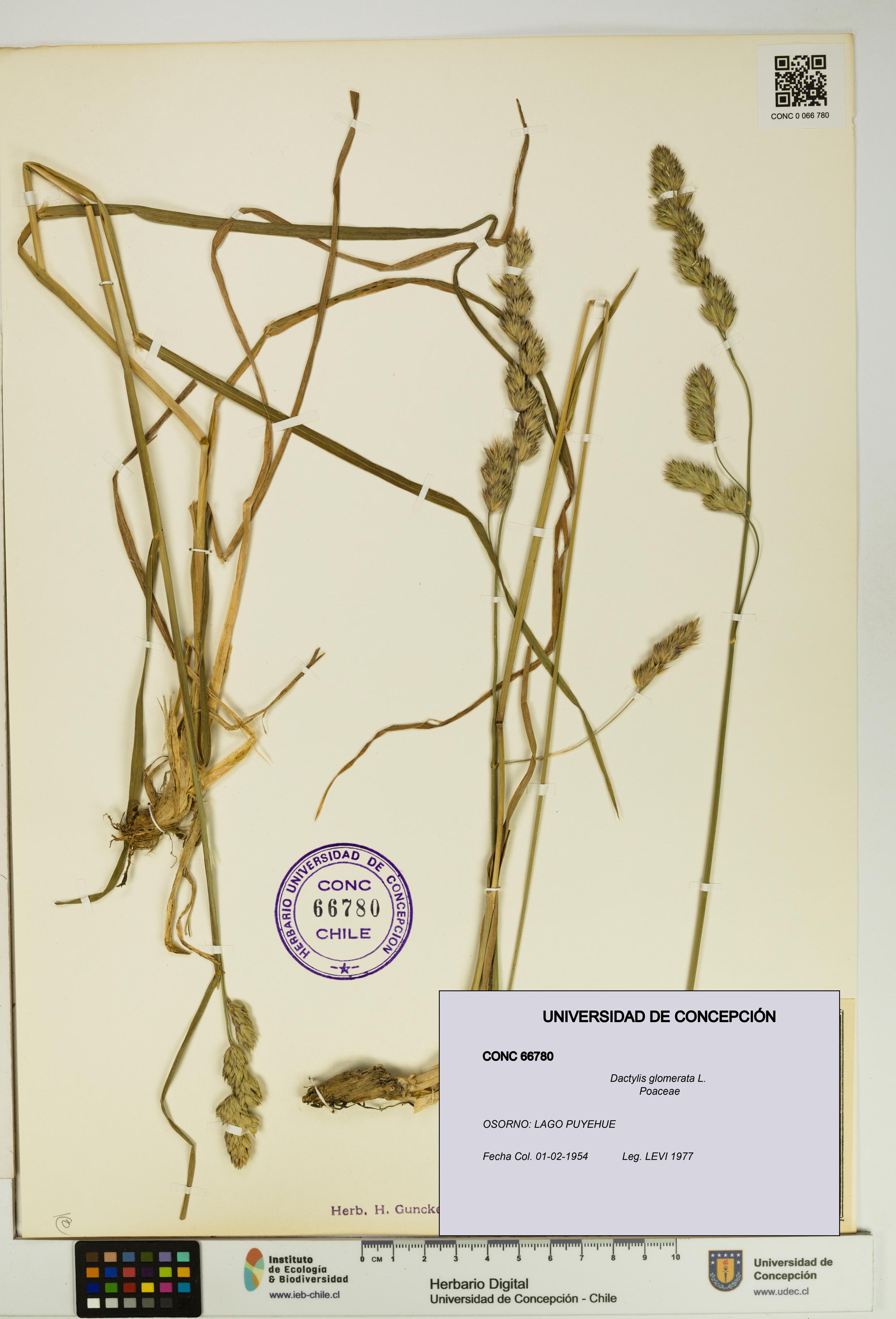 Dactylis glomerata [Espécimen: UDEC:CONC:0066780]