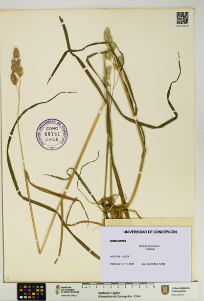Dactylis glomerata [Espécimen: UDEC:CONC:0066781]