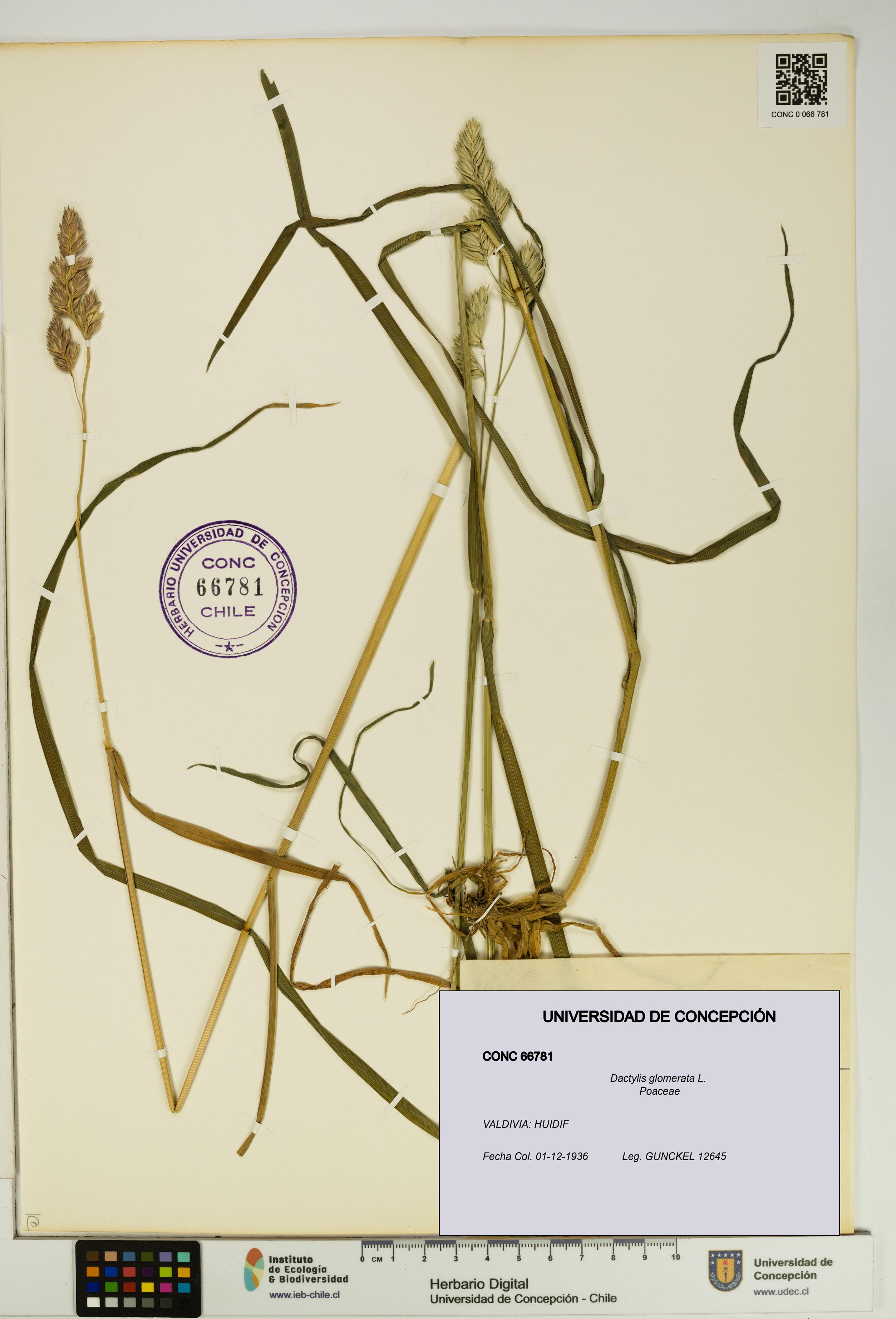 Dactylis glomerata [Espécimen: UDEC:CONC:0066781]