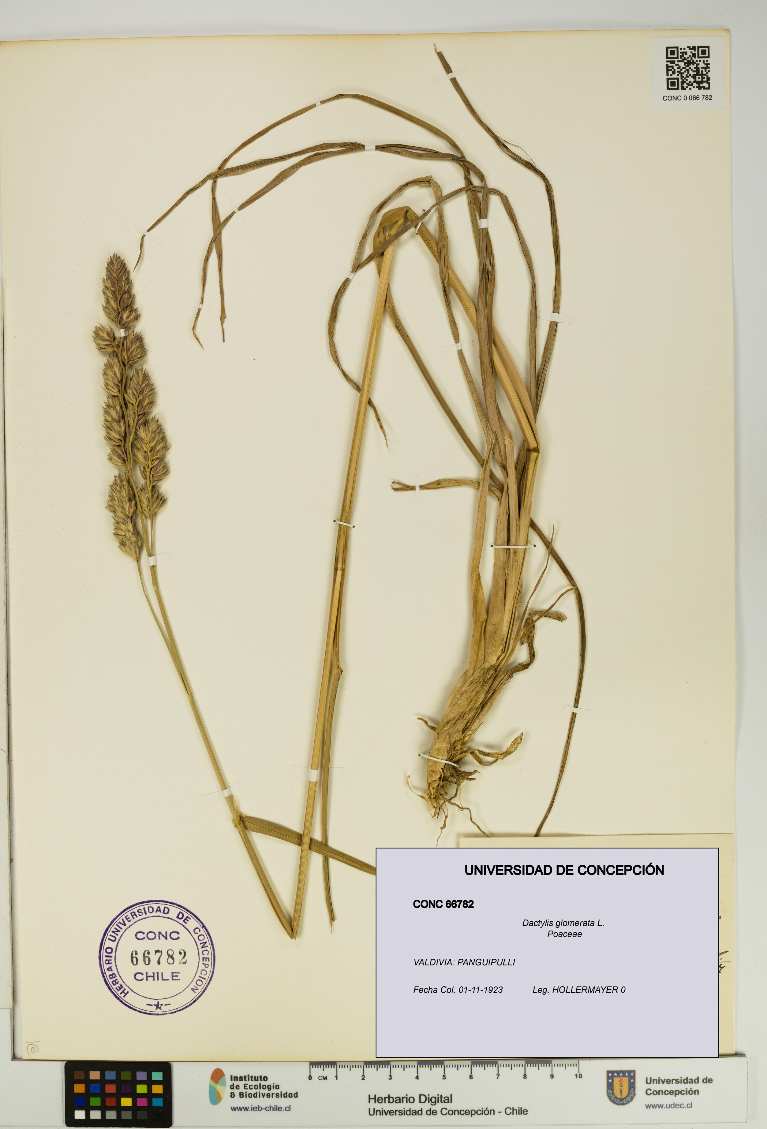 Dactylis glomerata [Espécimen: UDEC:CONC:0066782]