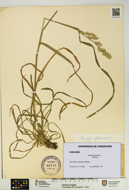 Dactylis glomerata [Espécimen: UDEC:CONC:0066783]