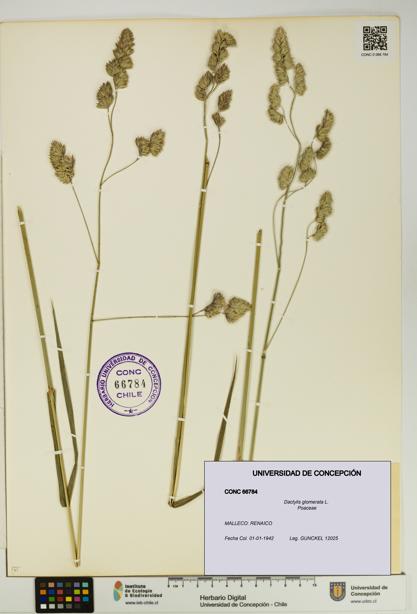 Dactylis glomerata [Espécimen: UDEC:CONC:0066784]