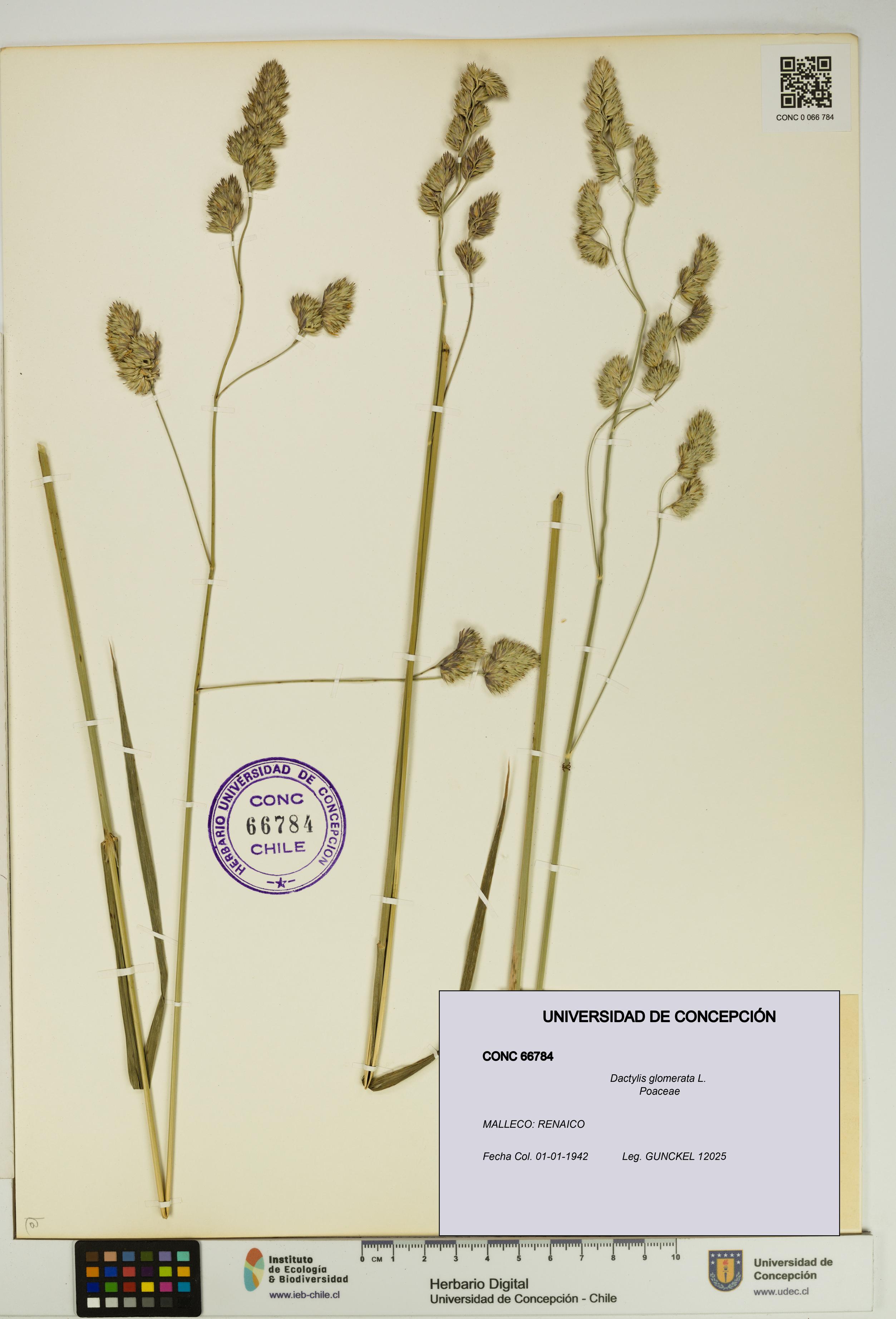 Dactylis glomerata [Espécimen: UDEC:CONC:0066784]