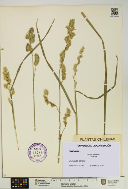 Dactylis glomerata [Espécimen: UDEC:CONC:0066786]