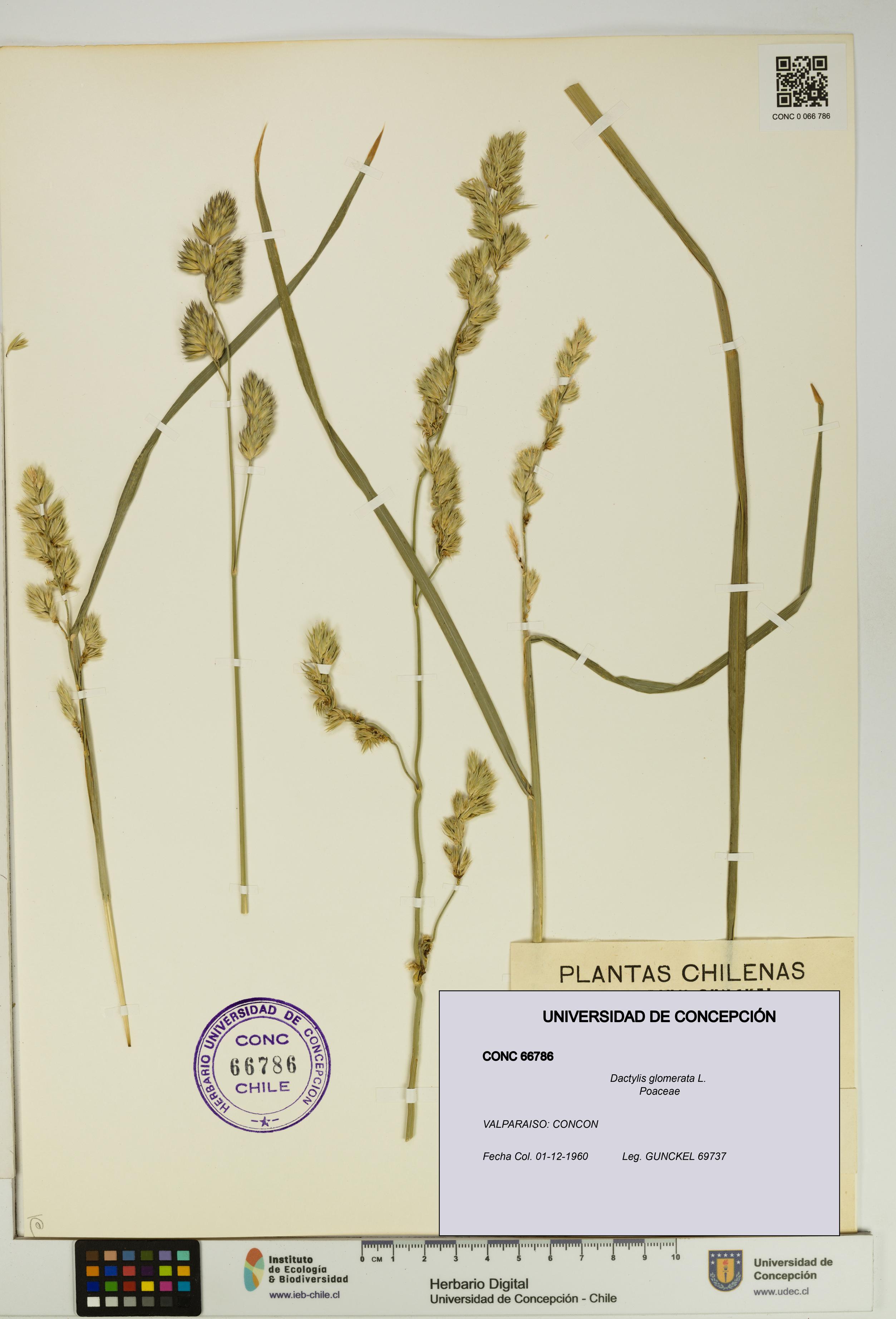 Dactylis glomerata [Espécimen: UDEC:CONC:0066786]