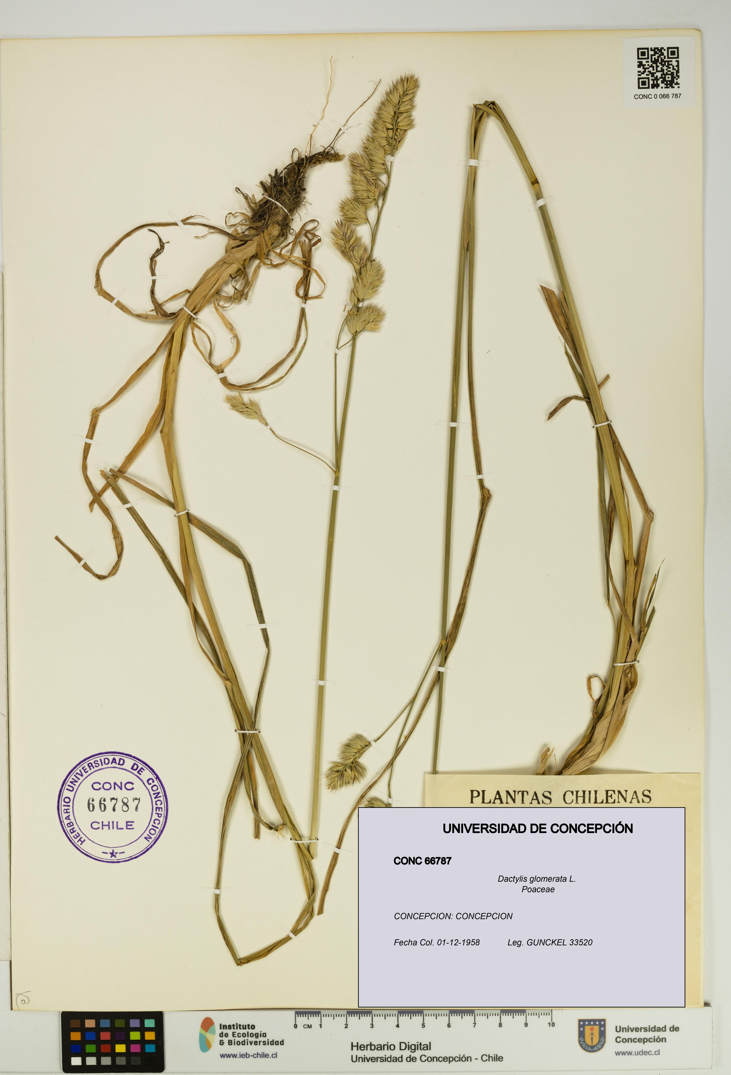 Dactylis glomerata [Espécimen: UDEC:CONC:0066787]