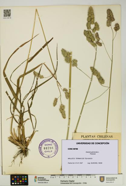 Dactylis glomerata [Espécimen: UDEC:CONC:0066788]