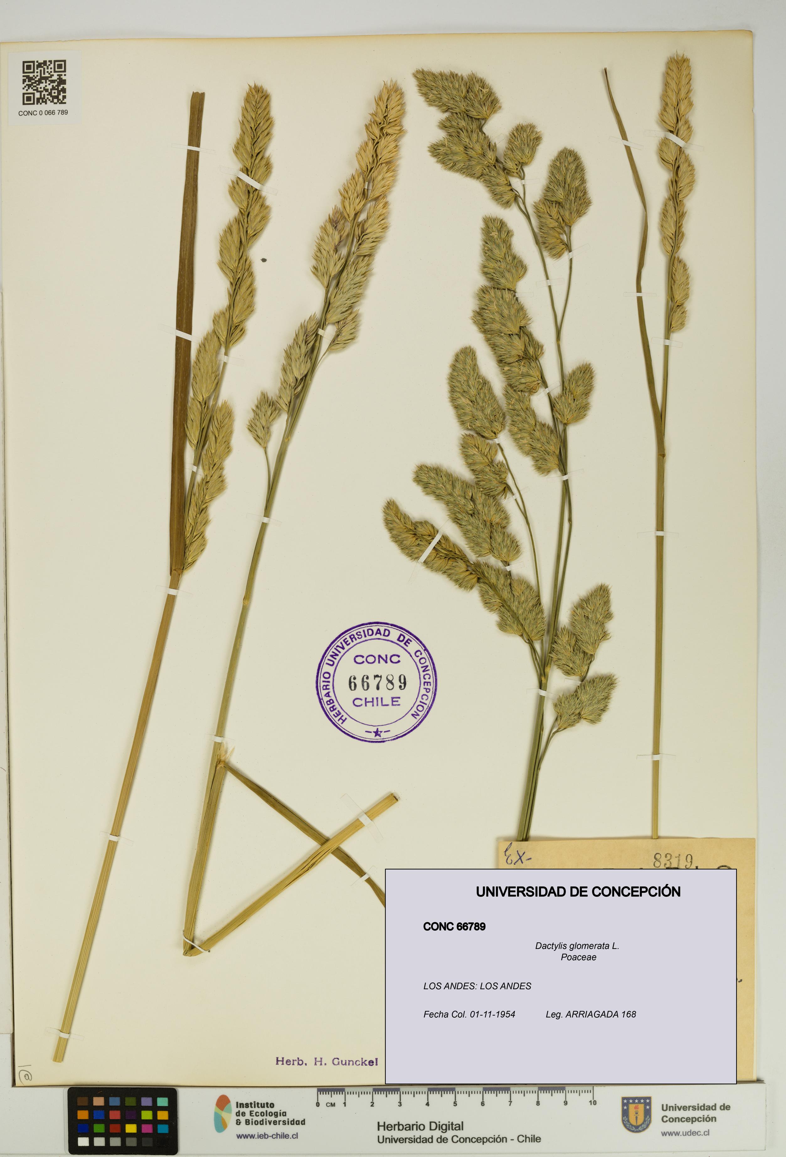 Dactylis glomerata [Espécimen: UDEC:CONC:0066789]