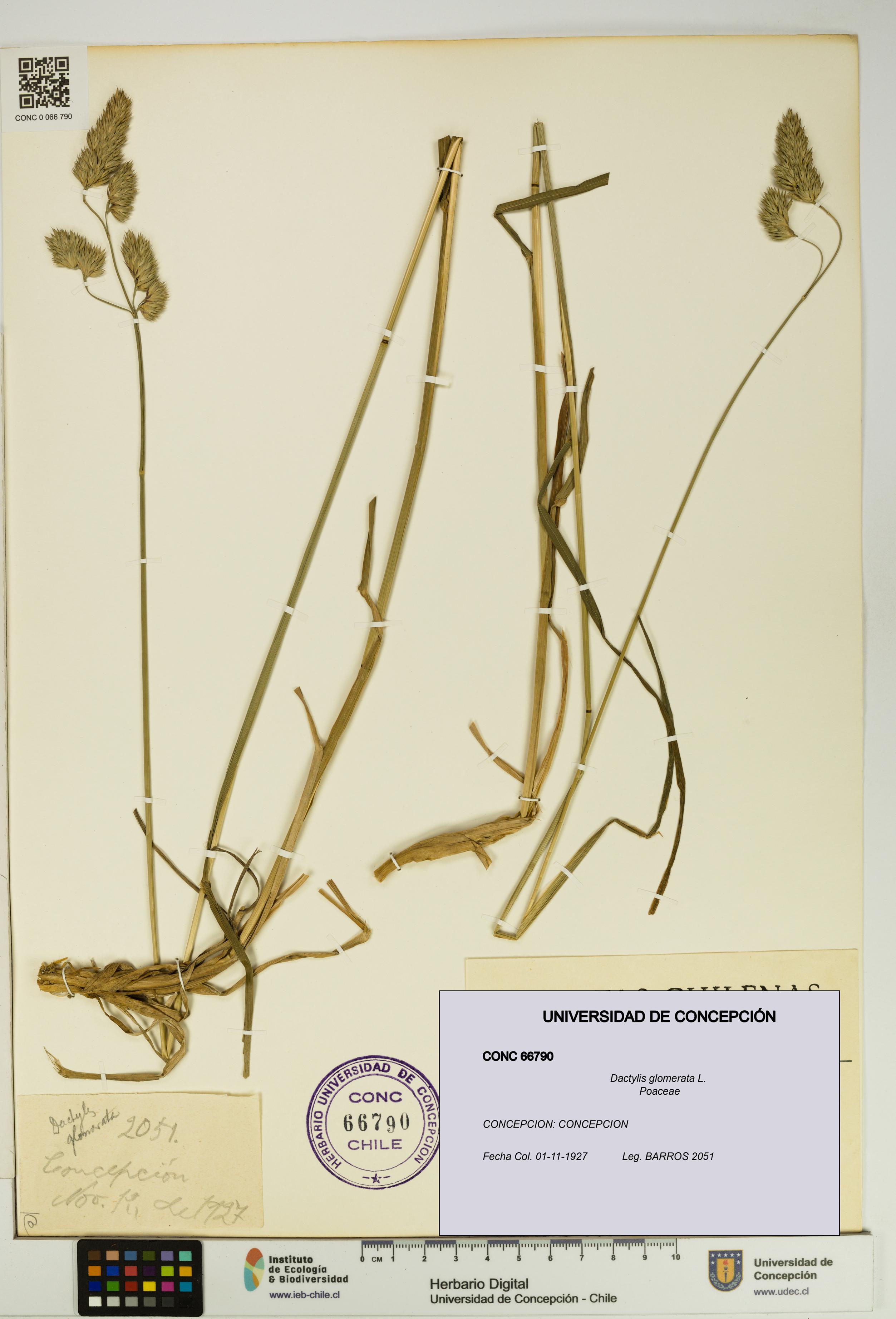 Dactylis glomerata [Espécimen: UDEC:CONC:0066790]