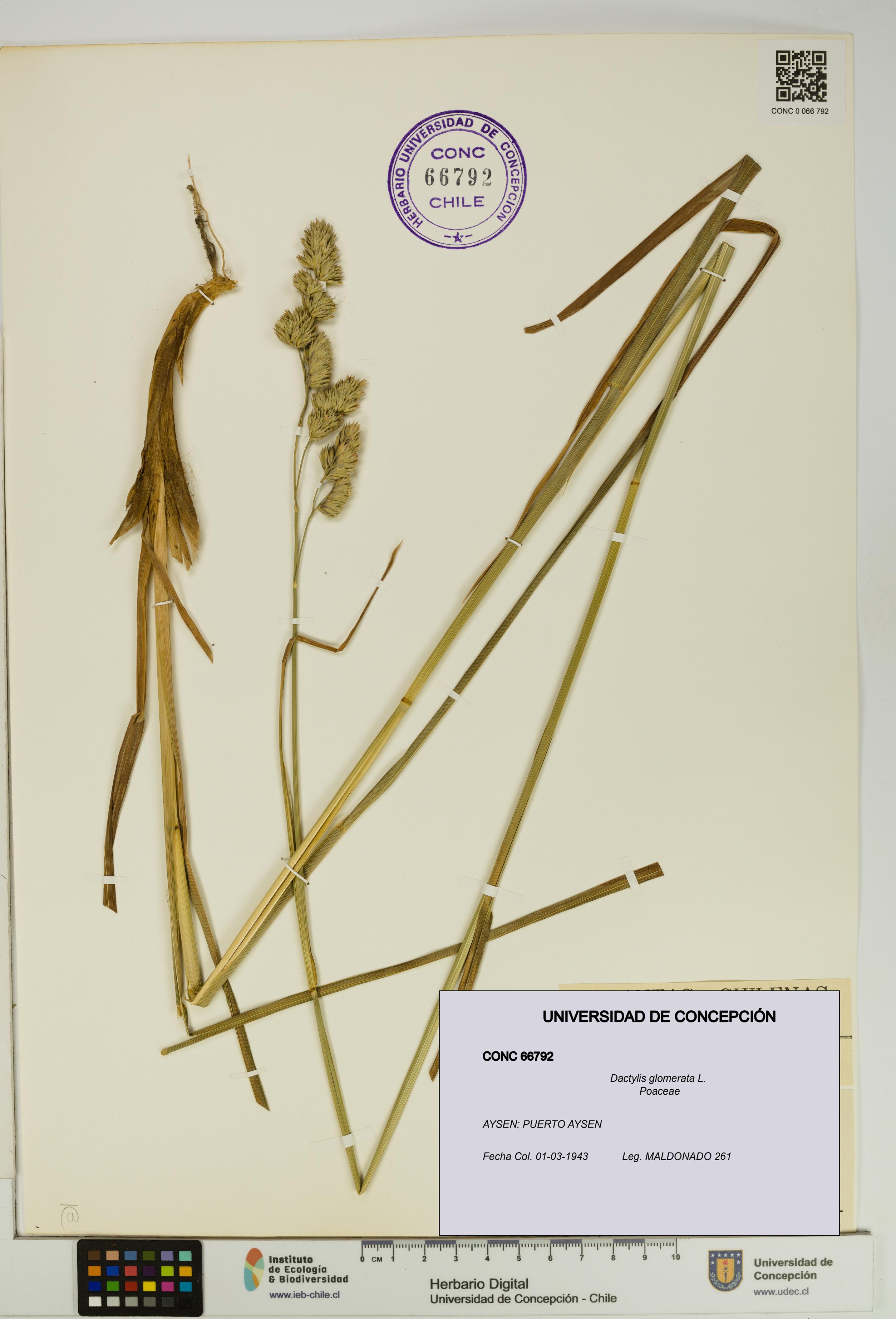Dactylis glomerata [Espécimen: UDEC:CONC:0066792]