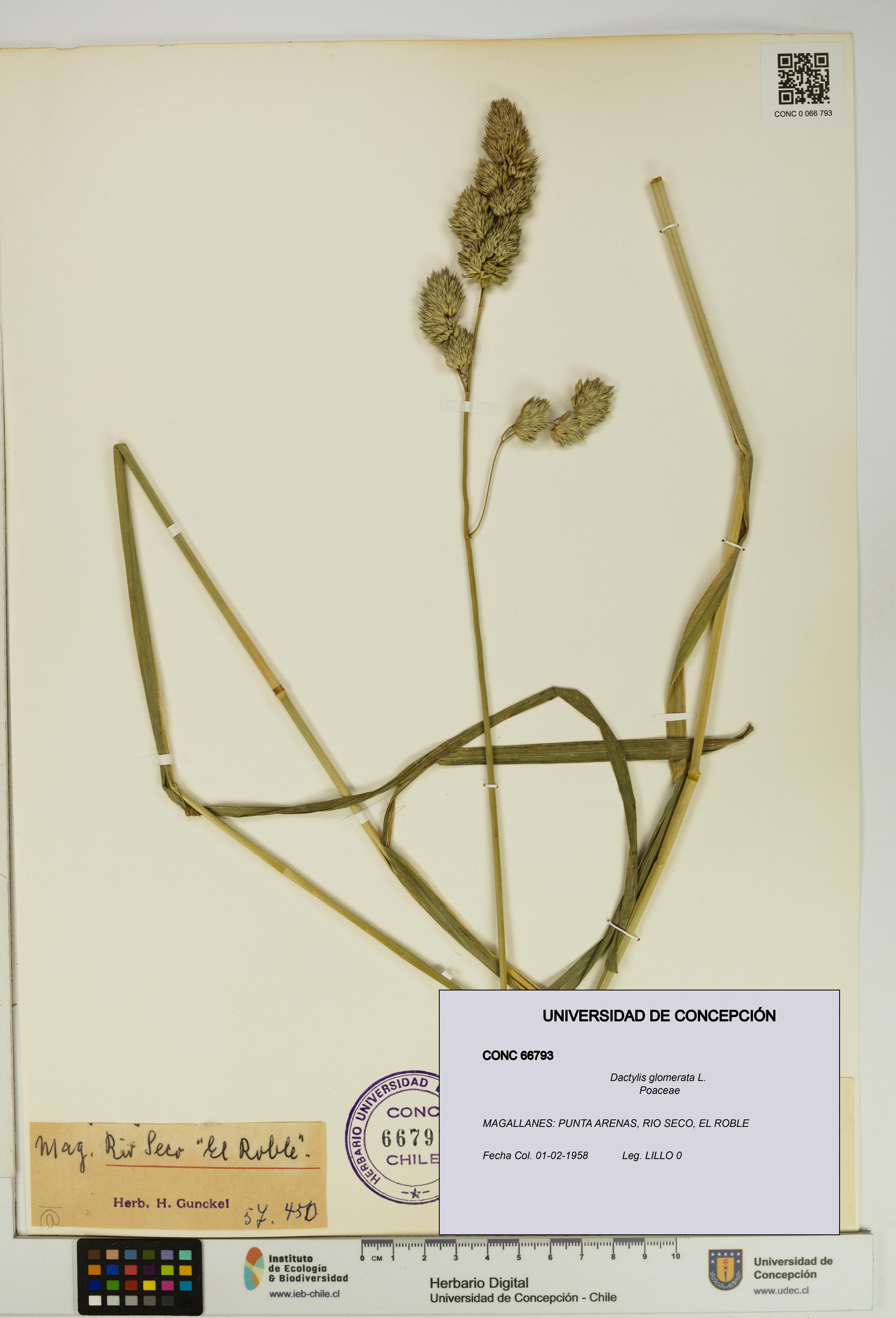 Dactylis glomerata [Espécimen: UDEC:CONC:0066793]