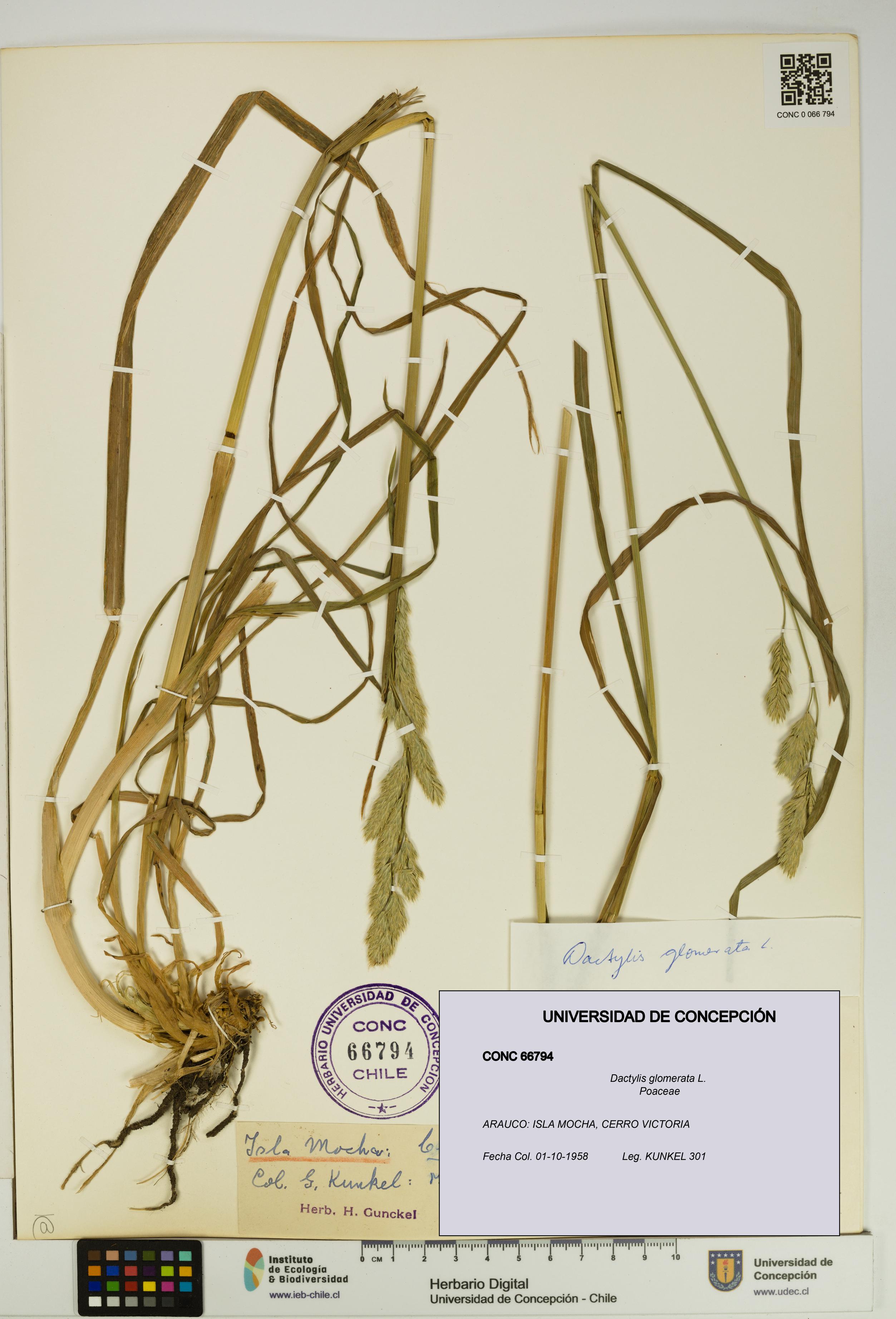 Dactylis glomerata [Espécimen: UDEC:CONC:0066794]