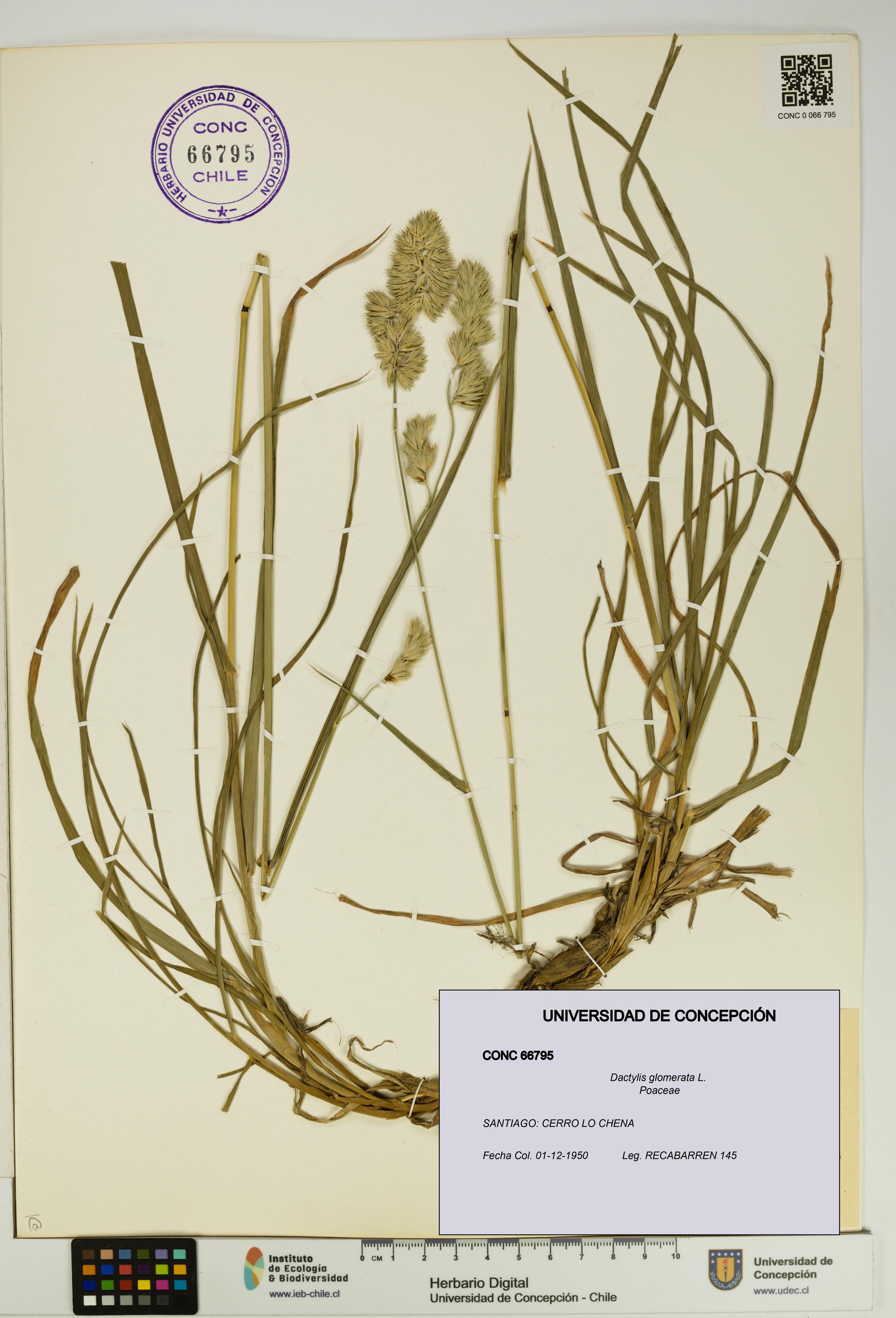 Dactylis glomerata [Espécimen: UDEC:CONC:0066795]