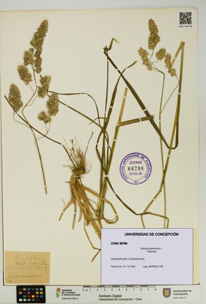 Dactylis glomerata [Espécimen: UDEC:CONC:0066796]