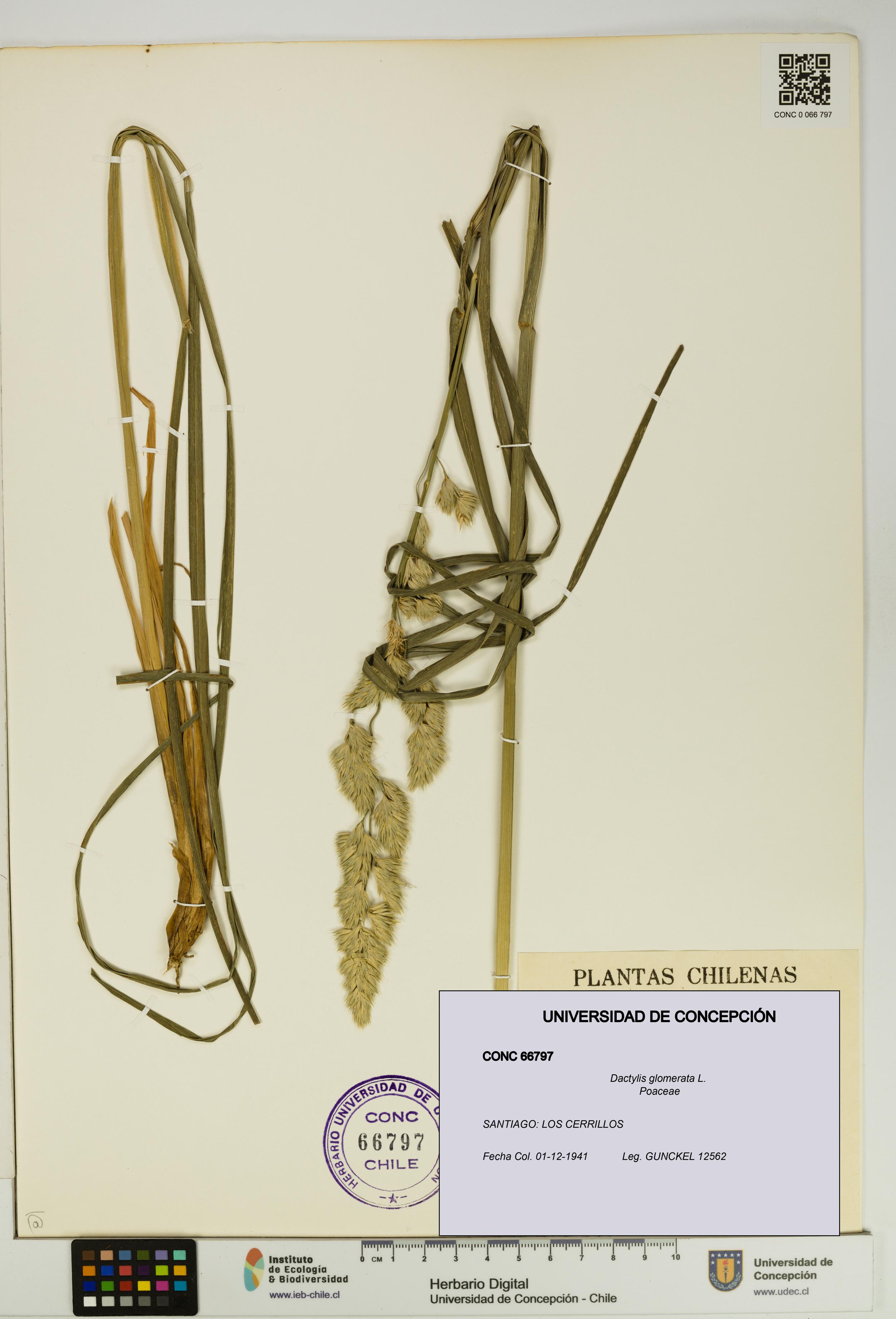 Dactylis glomerata [Espécimen: UDEC:CONC:0066797]